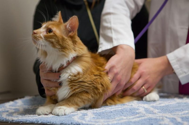 New Clients Mercer Island Veterinary Clinic